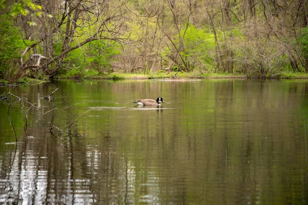 Kanada-Gans schwimmt durch idyllische grüne Naturlandschaft in einem Waldsee — Stockfoto