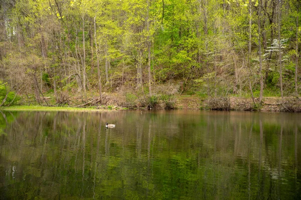 Kanada-Gans schwimmt über grüne Baumreflexe im Waldsee. — Stockfoto