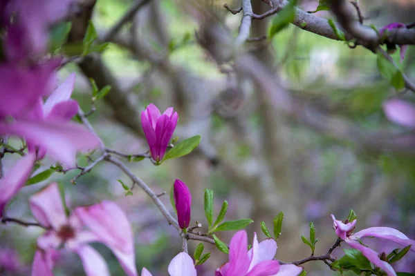 Magnolia arbre fleur bourgeon abstrait gros plan — Photo