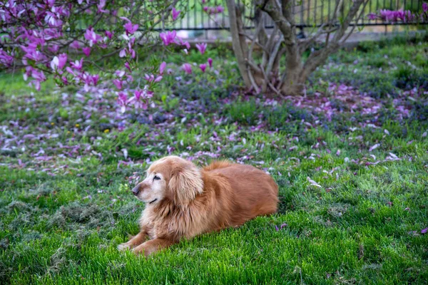 美丽的金毛猎犬在木兰花树下. — 图库照片