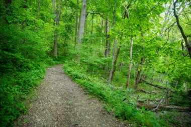 İdealist toprak yol yeşil ormanlık alanda kıvrılır.