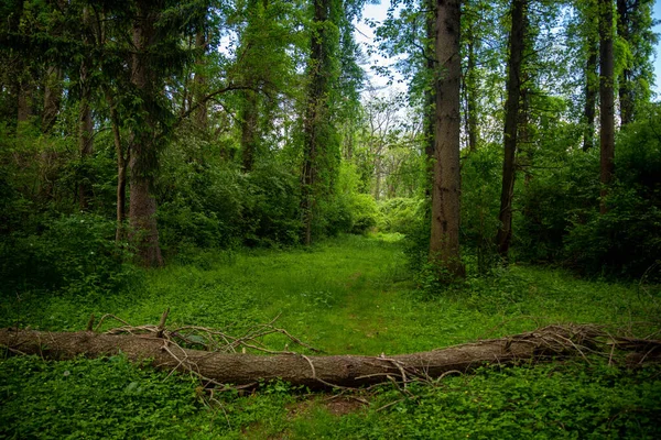 Umgestürzter Baum blockiert grünen Waldweg — Stockfoto