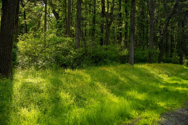 Golden heure de soleil à travers les arbres sur le sentier herbeux — Photo