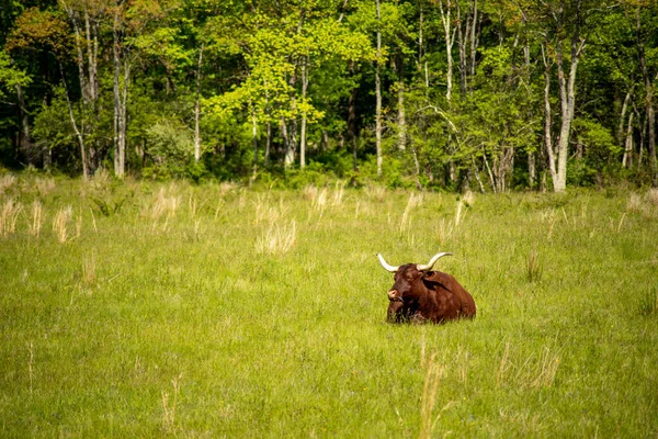Big brown longhorn steer in tall grass with woodland background. — Stock Photo, Image