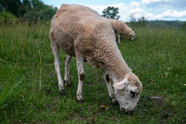 Lamb grazes in idylli green grass meadow animal profile portrait — Stock Photo, Image