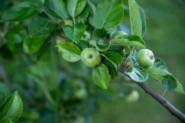 Gröna äpplen mognar på ett äpple träd gren grön natur bokeh bakgrund — Stockfoto