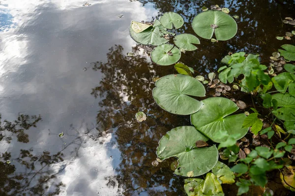 릴리 패드는 나무와 하늘 이 반사되어 있는 잔잔 한 연못 위를 떠다닌다 — 스톡 사진