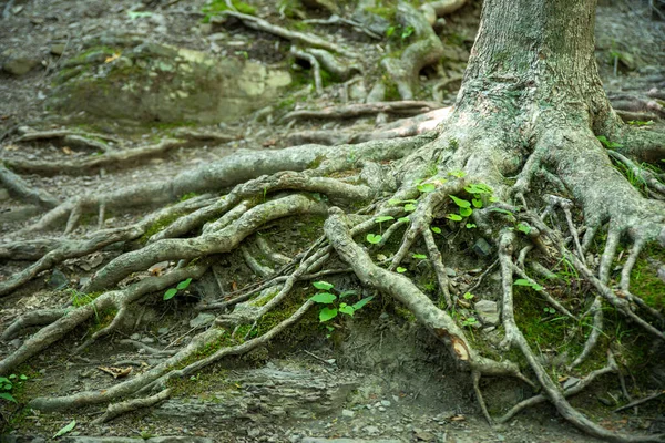 Pokroucené kořeny stromů se rozprostírají po lesní půdě s novým zeleným porostem a mechem — Stock fotografie
