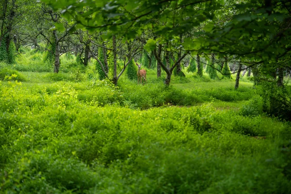 A deer stands in an idyllic orchard with rows of fruit trees and grass — Photo
