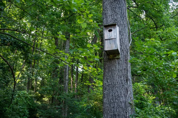Ένα ξύλινο σπιτάκι πουλιών σε έναν κορμό δέντρου με υφή στο πράσινο δάσος — Φωτογραφία Αρχείου
