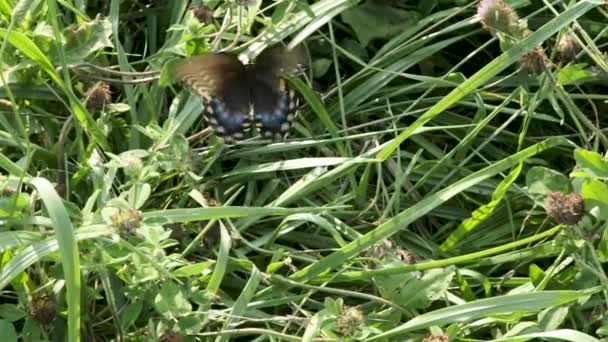 Fluttering Spicebush Swallowtail Mariposa bebidas flores de trébol de color rosa néctar — Vídeo de stock