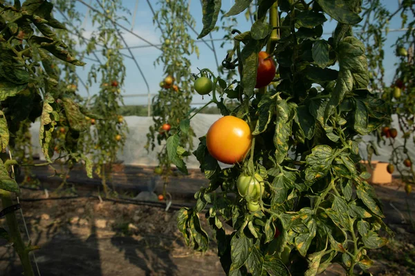 Bahçedeki serada domates bitkisinin yakın çekimi — Stok fotoğraf
