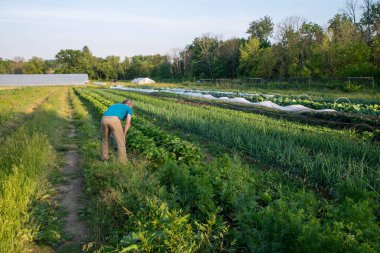 Bahçıvan bahçedeki sebze mahsullerini inceler..