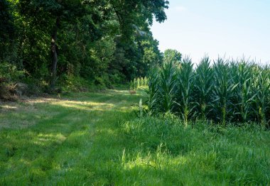 Geyik, uzun mısırlar ve ormandaki uzun yeşil ağaçlarla çevrili bir tarımsal alanda çimenli bir patika boyunca duruyor. İnsan yok, kopyalama alanı olan doğal ışık..