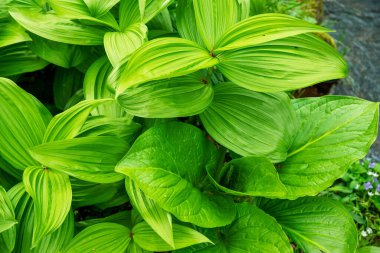 Yağlı, parlak yeşil yapraklar, akan bir akarsu arka planında.