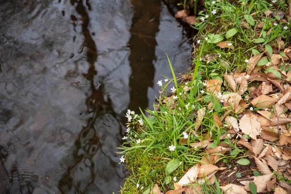 Grasbewachsenes Flussufer weiß Blumen braun Blätter Natur Hintergrund Kopie Raum — Stockfoto