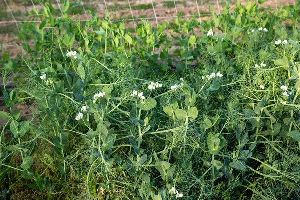 Brotos de ervilha com flores brancas crescendo uma treliça jardim orgânico — Fotografia de Stock