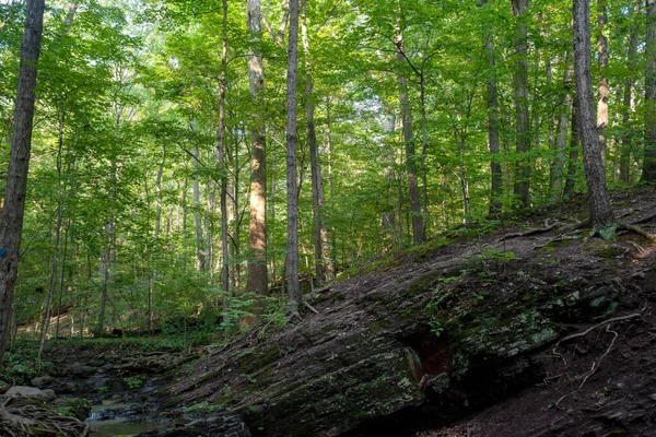 La formación de rocas en el bosque muestra árboles creciendo en estratos geológicos — Foto de Stock