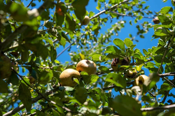 Golden Russet Appels Weelderige Groene Boomtakken Met Blauwe Lucht Natuurlijk — Stockfoto