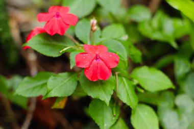 Yeşillik bahçesinde su damlaları olan parlak kırmızı sabırsızlar.