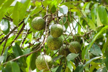 Taze yeşil kaynak suyu meyvesi güneş ışığı altında ağaç dalında doğal olarak yetişir.