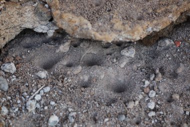 Kuru kumda karınca larvası tarafından oluşturulan konik çukurun yakın görüntüsü