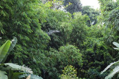 Yoğun tropikal yağmur ormanı manzarası katmanlı yeşil yapraklar ve nemli ortamda zengin doğal bitki örtüsünü gösteriyor.