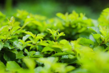 Yumuşak odaklı genç yeşil yapraklar taze doğal ve sakinleştirici bir atmosfer yaratıyor.