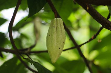 Yeşil tropikal yaprakların arasında asılı genç kakao kapsülünün yakın görüntüsü