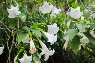... tropikal bahçe ortamında yeşil yapraklarla birlikte doğal olarak büyüyen beyaz melek trompeti çiçeklerini kapatın.