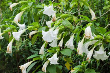 Güzel beyaz brugmansia çiçekleri yeşil yapraklarla tropik bir bahçede çiçek açıyor..