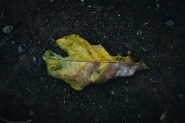 Koyu nemli toprak yüzeyinde dinlenen sararmış yaprağı kapat.