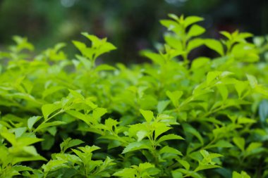 Yeşillik yeşil yapraklı bitki taze doğal bahçe yapraklarıyla kaplıdır.