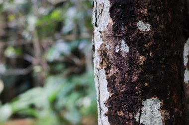 Kaba kahverengi ağaç gövdesi yüzeyi ve ormanda beyaz liken