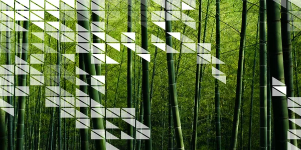Бамбуковые леса Китая — стоковое фото