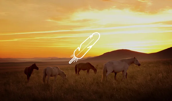 Красивий захід сонця і коней — стокове фото