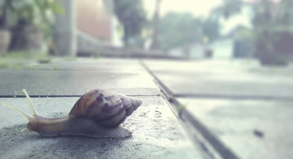 Schnecke kriecht auf Straße — Stockfoto