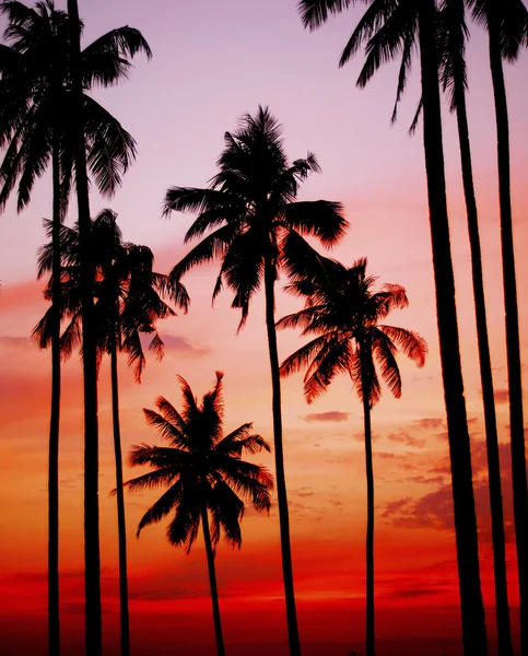 Silhouette Coconut Palm Tree — Stock Photo, Image