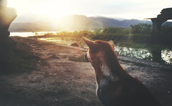 Cão e bela vista pôr do sol — Fotografia de Stock