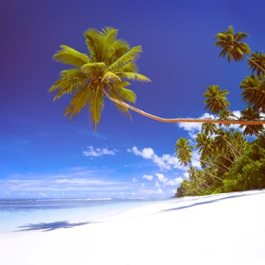 Tropical Beach Resort güzellik doğa kavram