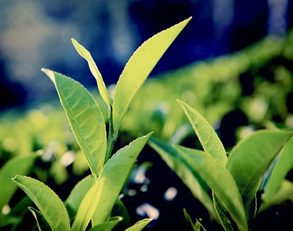 Folhas verdes em Sri Lanka — Fotografia de Stock