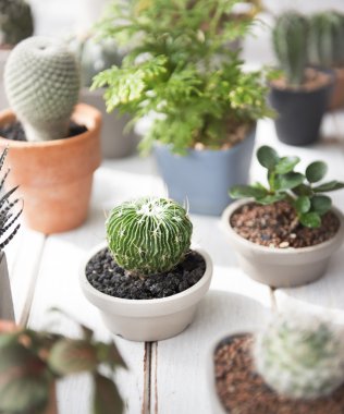 Çeşitli tencere yeşil kaktüs