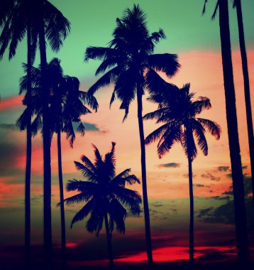 Siluet Hindistan cevizi hurma ağacı