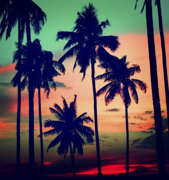 Silhouet Coconut Palm Tree — Stockfoto