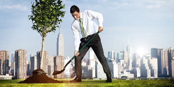 Geschäftsmann pflanzt Baum — Stockfoto