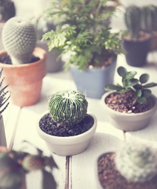 Çeşitli tencere yeşil kaktüs