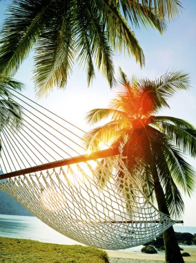 Hindistan cevizi palmiyesi