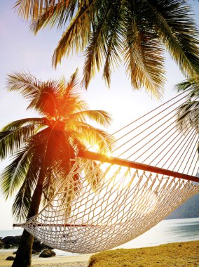 Hindistan cevizi palmiyesi