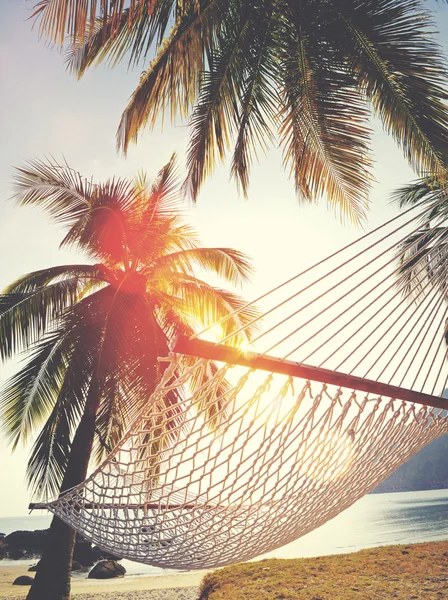 Hindistan cevizi palmiyesi