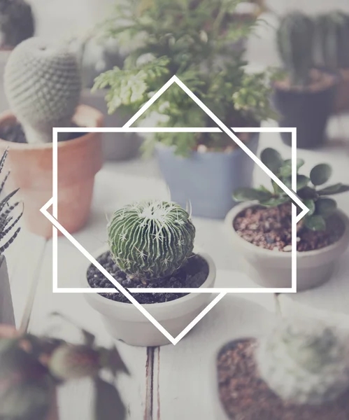 テーブルの上の緑の植物 — ストック写真